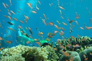 Snorkel tour