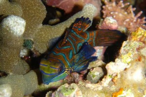 Bunaken tour
