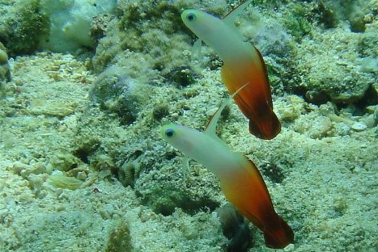 Snorkel tour Bunaken