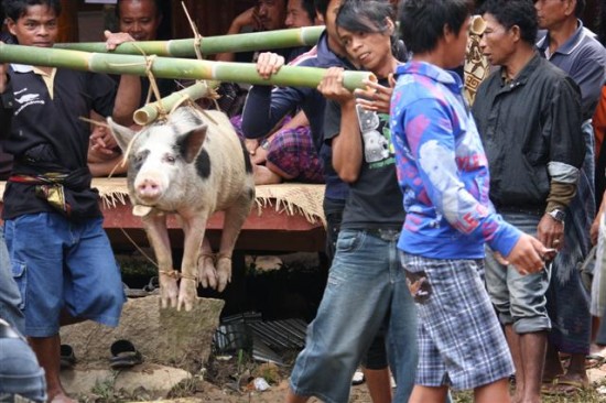 Er moeten ook nog wat varkens aan geloven