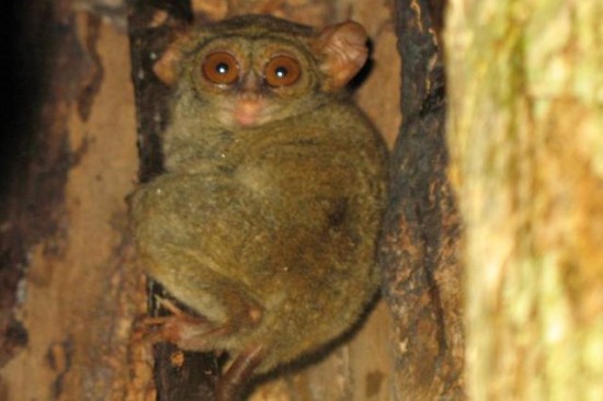 Tarsier spectrum