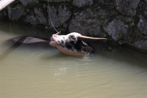Waterbuffel aan de haak geslagen