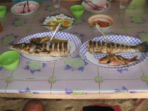 Barracuda speciaal